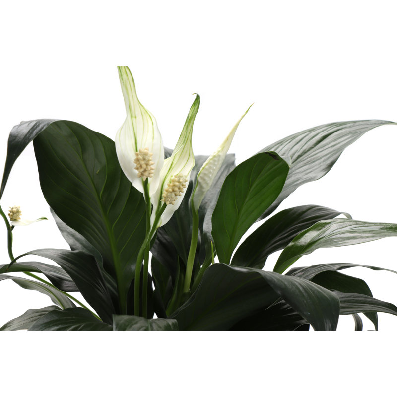 Live Peace Lily Plant in Classic Pot, Copper