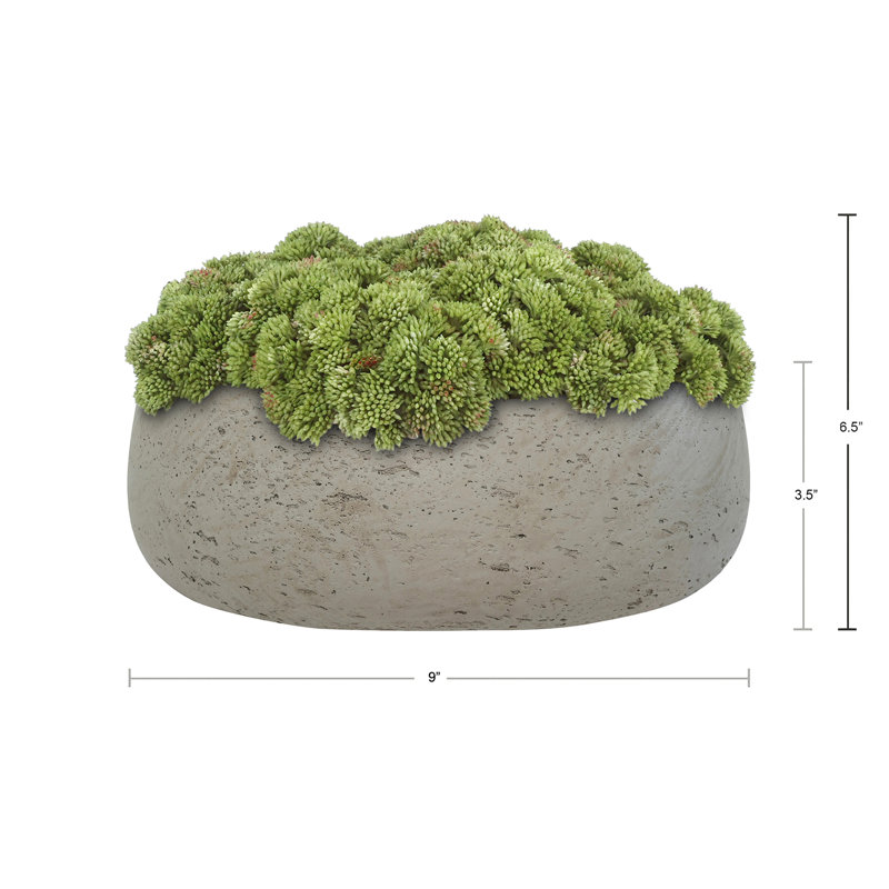 Sedum disposée en pot de fibres, Gris, Vert