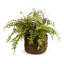 Conservatory Fern Plant in Pot