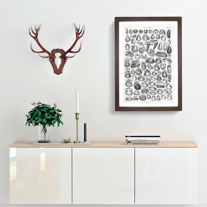 Study of Mollusc Shells XXI by Oliver Goldsmith - Framed Print, Walnut Framed, 87cm H x 62cm W x 2cm D