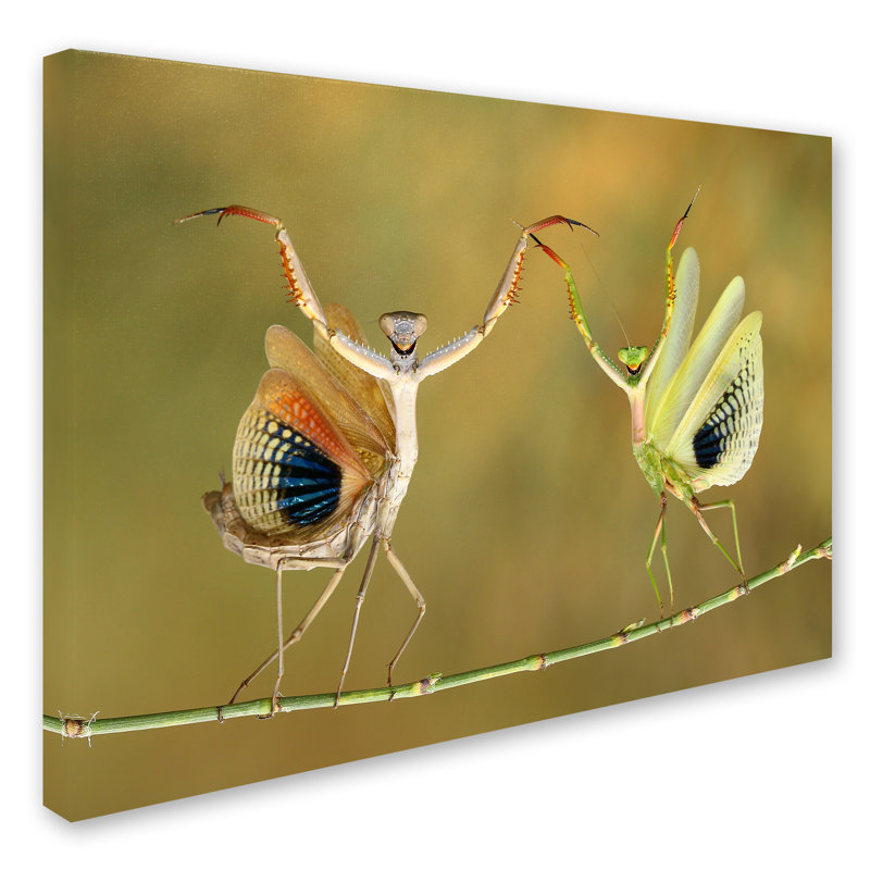 « show time », reproduction de photo sur toile tendue, H 14 po x l 19 po