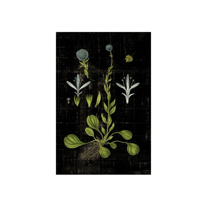 «Botanical Study VI» par Michelle Bennett - Impression sur toile, Extérieur, H 30 po x l 20 po