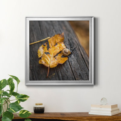 " Snail's Pace "