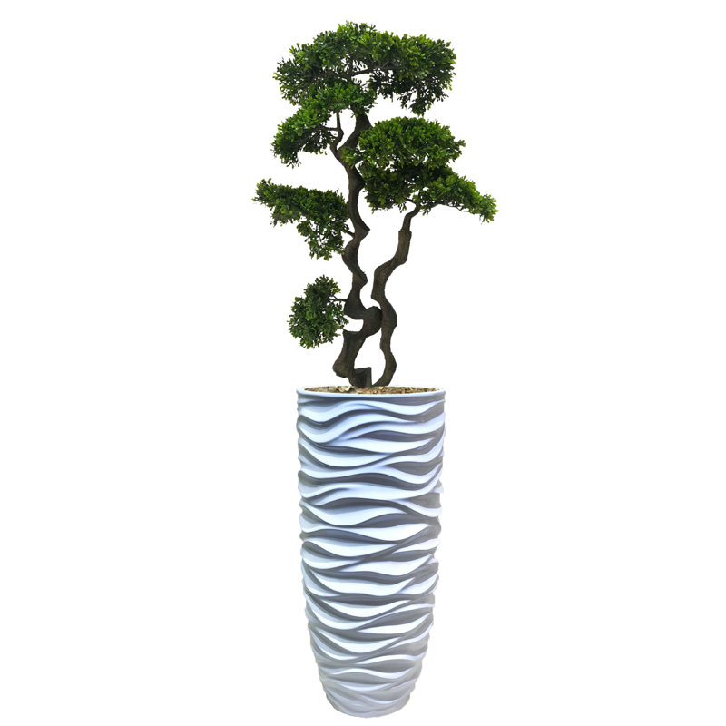 Panama Bonsai en pot de résine