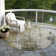 Machine Washable Indoor/Outdoor Claudian ACN1649 Pewter Rug