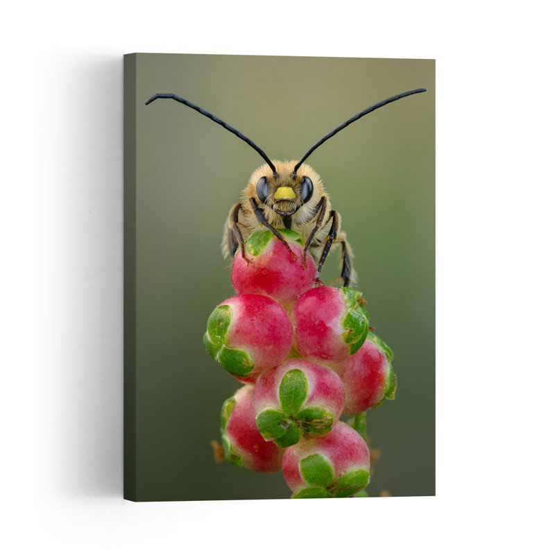 Fuzzy Bee On Pink Buds Bee Flower Nature Wall Art Print 1 Piece Wrapped Canvas Wall Art, 152.4cm H x 101.6cm W