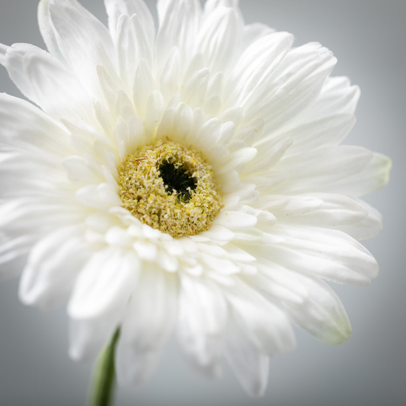 Fleurs de marguerites vibrantes, Crème