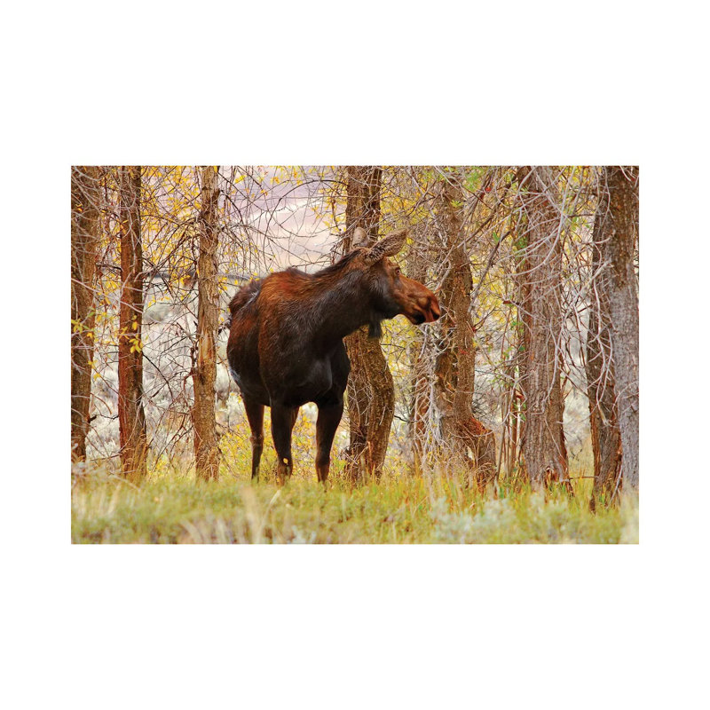 Cow Moose by Brian Wolf - Wrapped Canvas Print, 20.32cm H x 30.48cm W x 1.91cm D