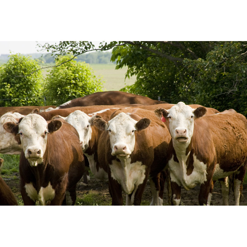 Cattle Herd - Wrapped Canvas Print, 20cm H x 30cm W
