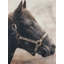 Gallopin le cheval brun, reproduction sur toile
