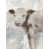 Image Brush Gel