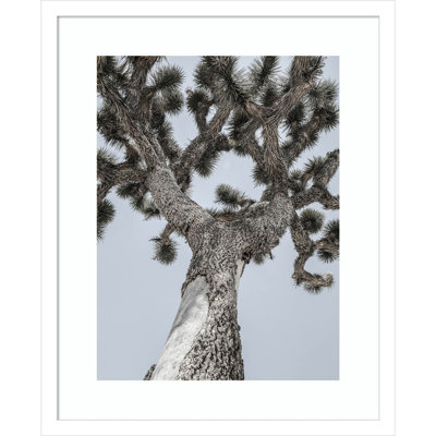 Daisey "Joshua" Print by Shot by Clint