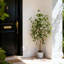 120cm Plant