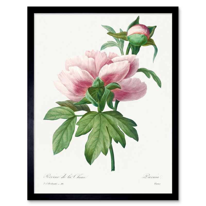 Pale Pink Peony Bloom Floral Stem Flowers - Single Picture Frame Print