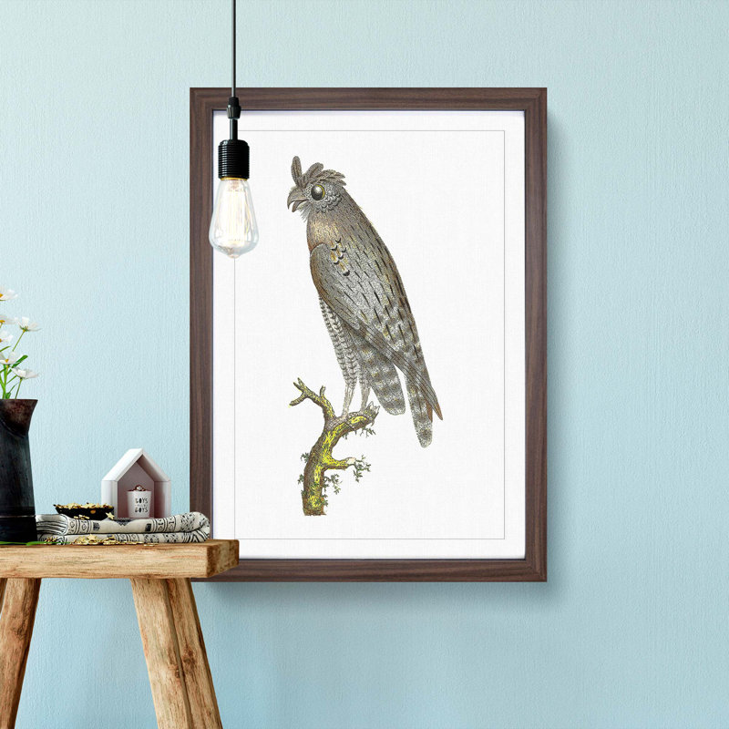 Least Horned Owl by George Shaw - Picture Frame Painting Print, 36cm H x 27cm W x 2cm D, Walnut Framed