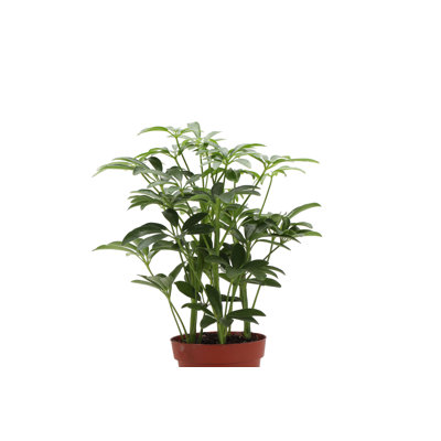 Live Arboricola Plant in Classic Pot