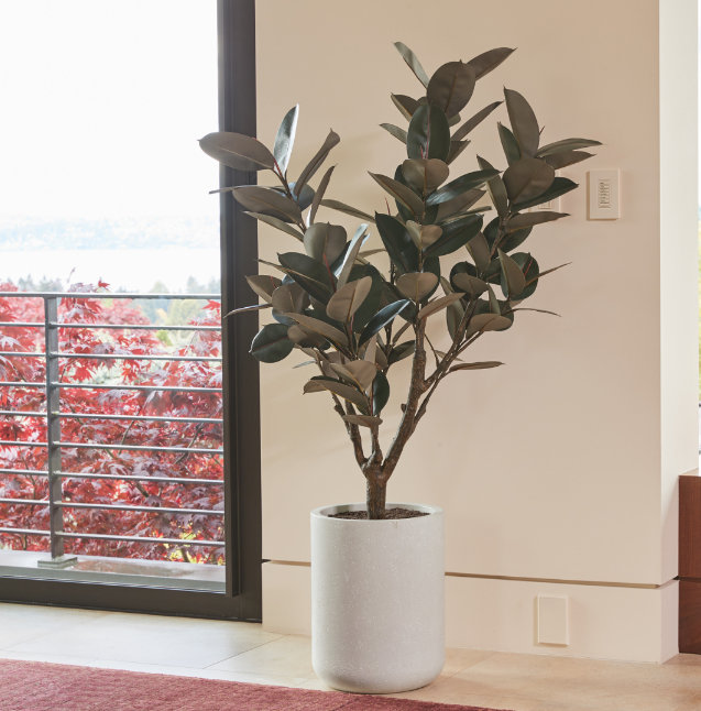 TREE RUBBER POT 5FT