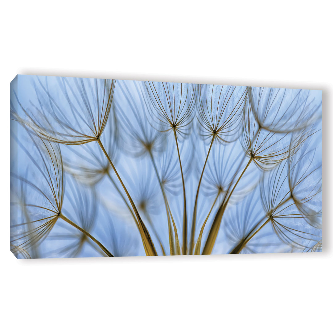 'Parachute Seed Panoramic' by Cora Niele Graphic Art on Wrapped Canvas ArtWall 