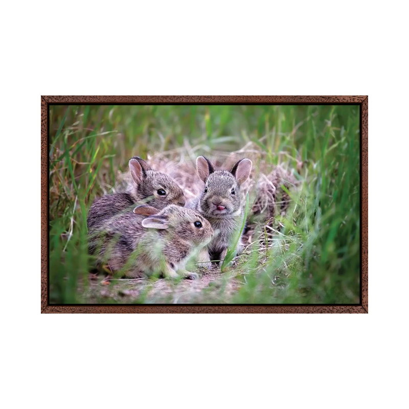 Baby Bunnies by Karen Burke - Print on Canvas, Classic Brown Wood Framed, 45.72cm H x 66.04cm W x 3.81cm D