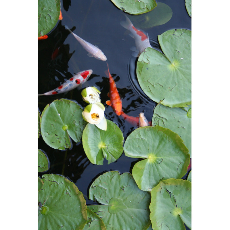 Byrine Water Lily With Koi - Wrapped Canvas Print, 46cm H x 30cm W 3.8cm D