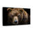 " Far Eastern Brown Bear "-1336083473
