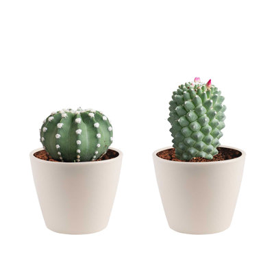 2 Piece Costa Farms Live Cactus Low Maintenance Plant in Ceramic Planter