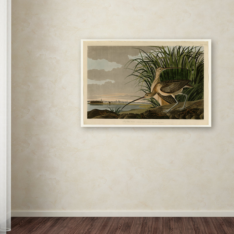 "long billed curlew" par john james audubon, reproduction d’art sur toile tendue, H 16 po x l 24 po x P 2 po