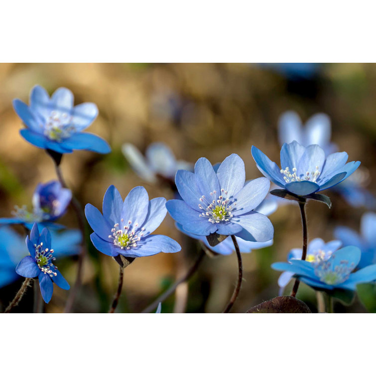 Ebern Designs Blue Flowers On Canvas by Sindlera Print