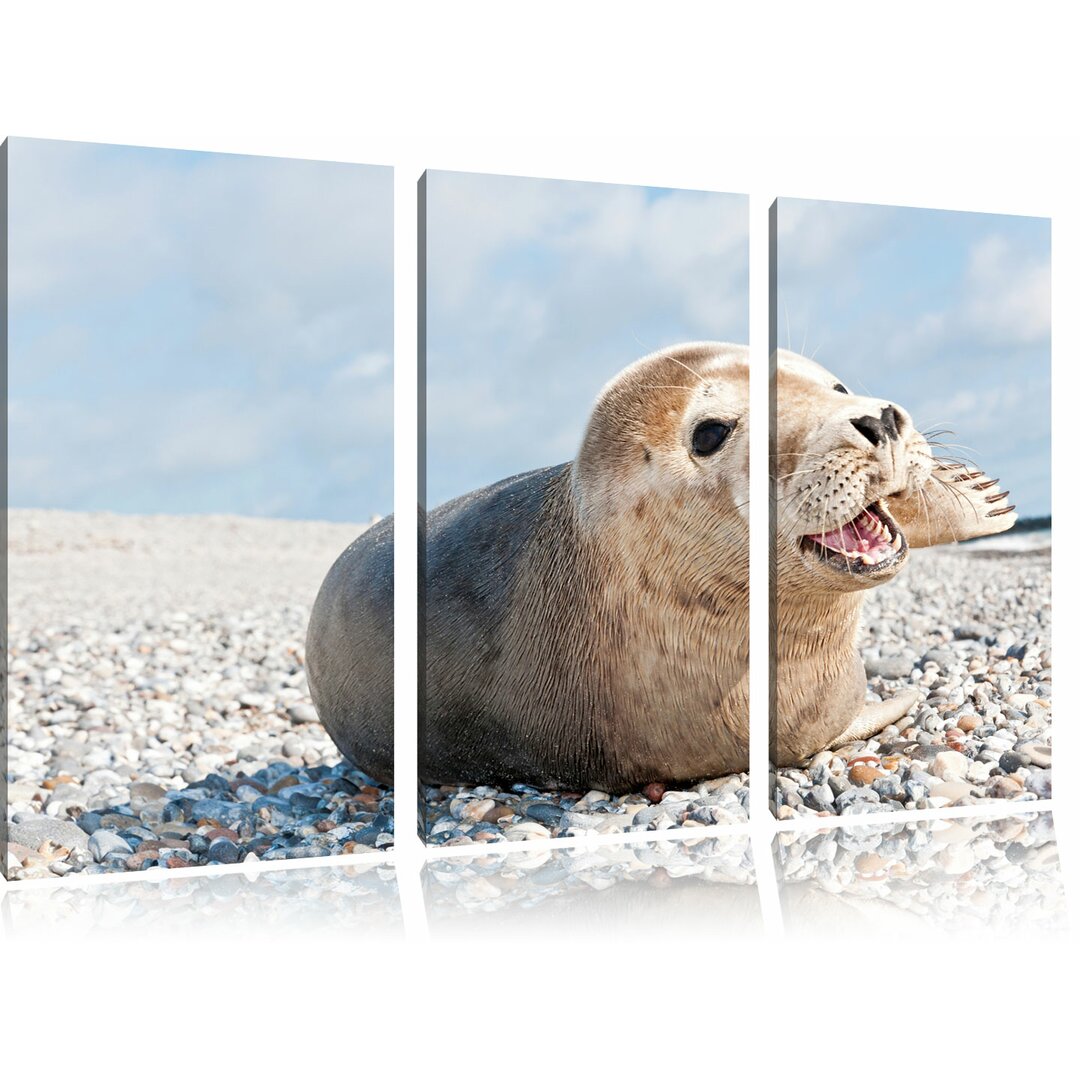 3-tlg. Leinwandbilder-Set „Süße Robbe auf Steinstrand“, Fotodruck