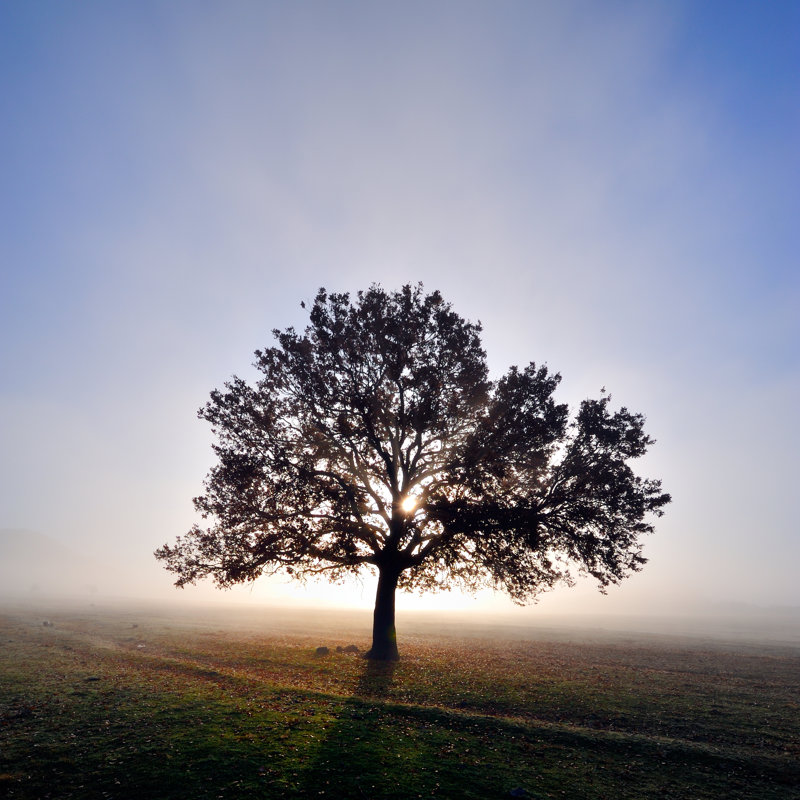 Autumn Foggy Morning - No Frame Print on Canvas, 122cm H x 122cm W