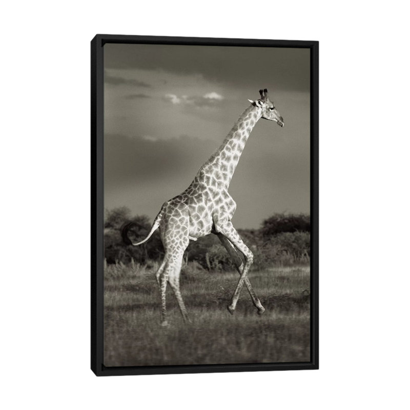 B&W Solitary Giraffe by Klaus Tiedge - Print on Canvas, 66.04 cm H x 45.72 cm W, Black Framed