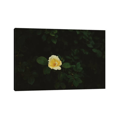 Washington Bloom by Bethany Young - Print on Canvas