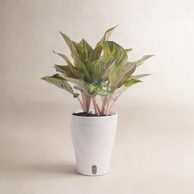 Costa Farms Pink Aglaonema Plant