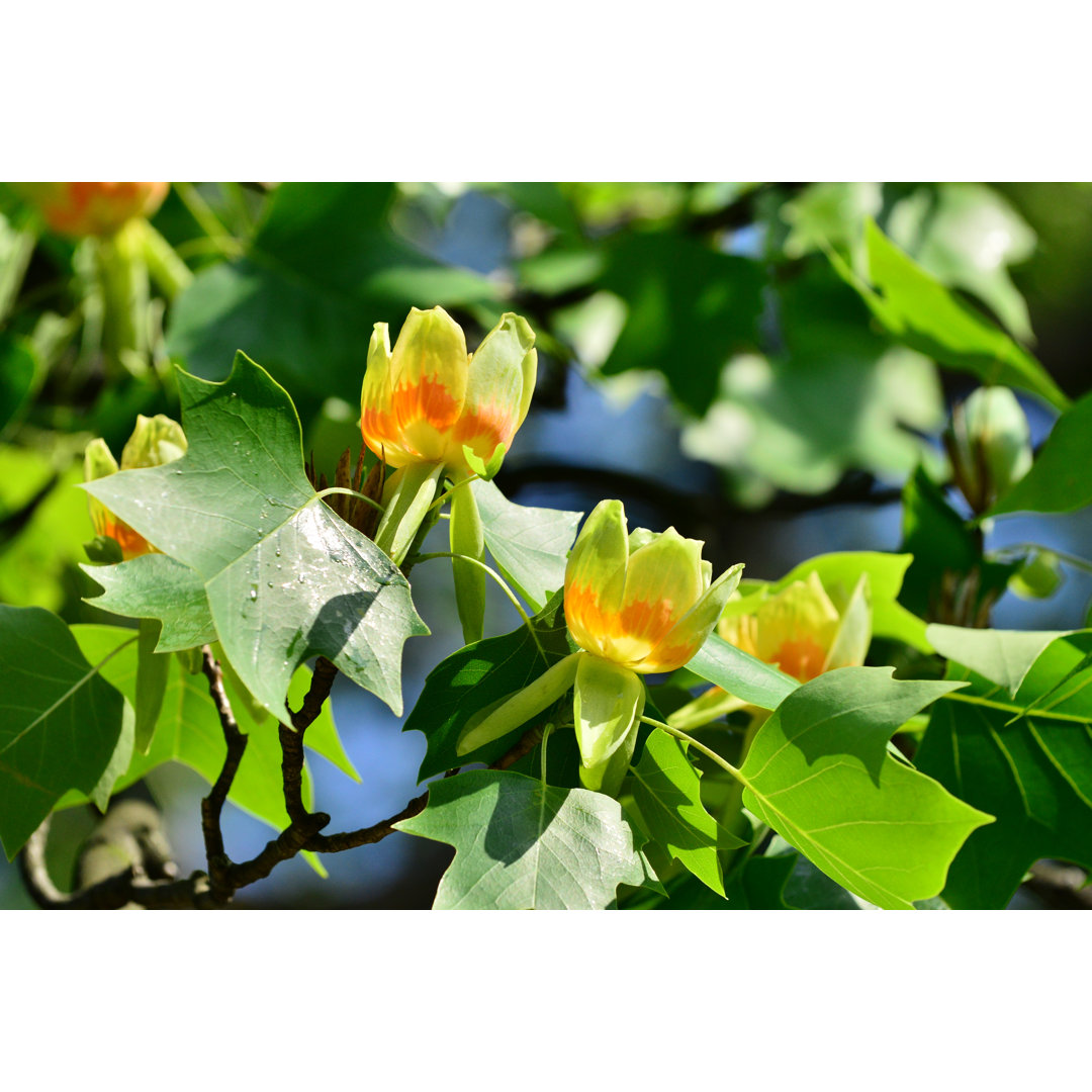 Leinwandbild Tulip Tree (Liriodendron Tulipifera) Flowers