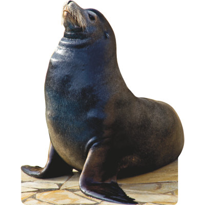 SC2562 Sea Lion Cardboard Cutout Standee Standup