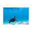 «Glide Turtle» par Sean Davey - reproduction d'art-56057870-56057876-56057881