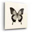 «Butterfly III BW» par Debra Van Swearingen - photographie sans cadre-1003073969