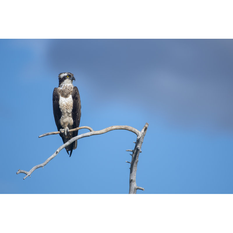 Un balbuzard pêcheur sur une branche avec un ciel nuageux