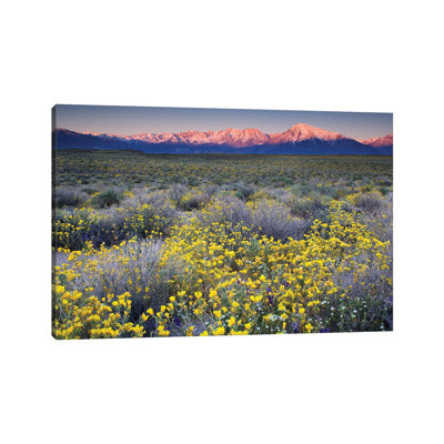 USA, California, Bishop. Venus blazing star flowers covering valley. 1 Piece Wrapped Canvas Wall Art