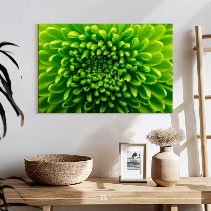 Chrysanthème vert, H 16 po x l 24 po
