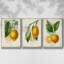 Citron français I 3 pièces-97795861-97795857
