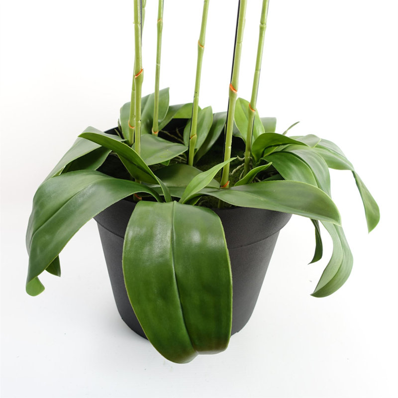 Real Touch Artificial Orchids Plastic, Silk Artificial Arrangement in Planter, White, 110cm H x 40cm W x 40cm D