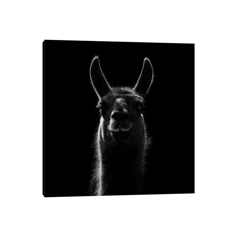 Llama In Black And White by Lukas Holas - Wrapped Canvas Print, 66.04 cm H x 66.04 cm W