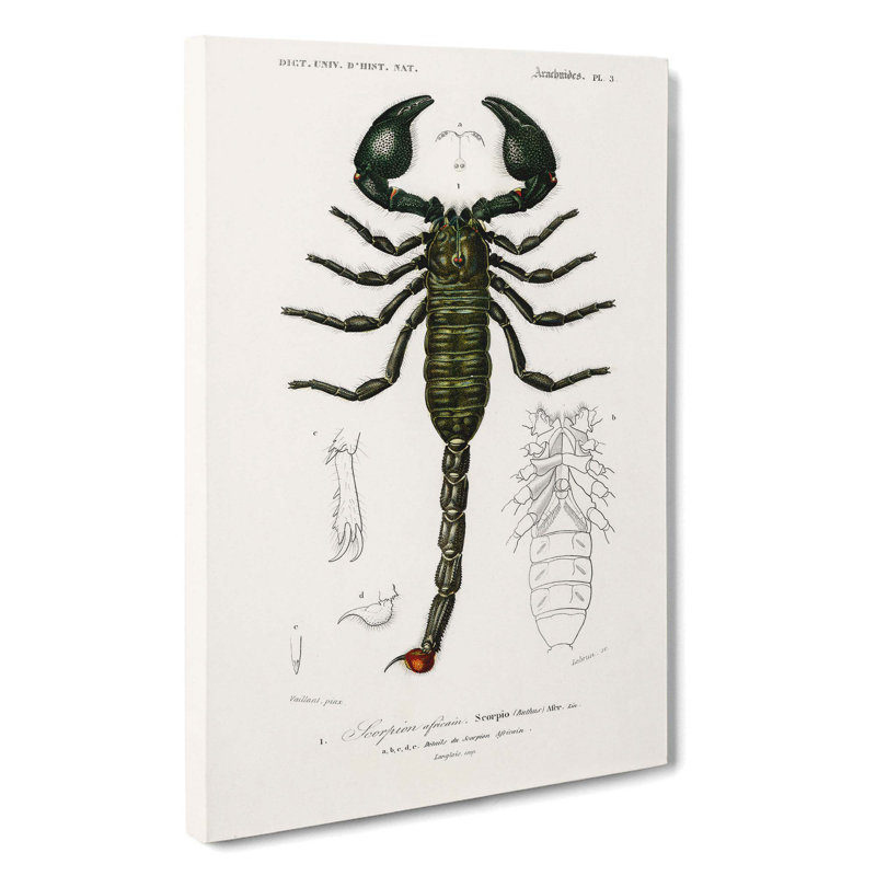 The Emperor Scorpion by Charles d' Orbigny - Wrapped Canvas, 60cm H x 40cm W x 3cm D
