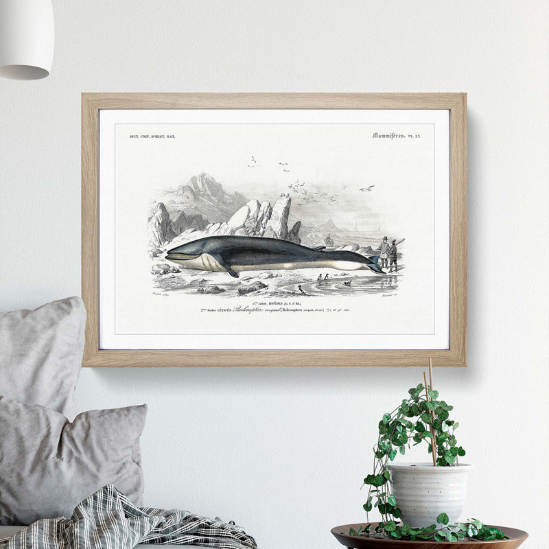 Hunted Whale by Charles dOrbigny - Framed Print, 48cm H x 65cm W x 2cm D, Oak Framed