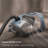 Miele Guard L1 Bagged Canister Vacuum Cleaner with AirClean Filter, Electro Plus Floorhead, AllTeQ Universal Floorhead, LED Display Panel, in Nordic Blue/Space Grey