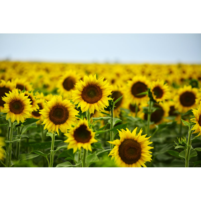 Great Field With Sunflowers by Zimindmitry - Wrapped Canvas Print, 30cm H x 46cm W x 3.8cm D