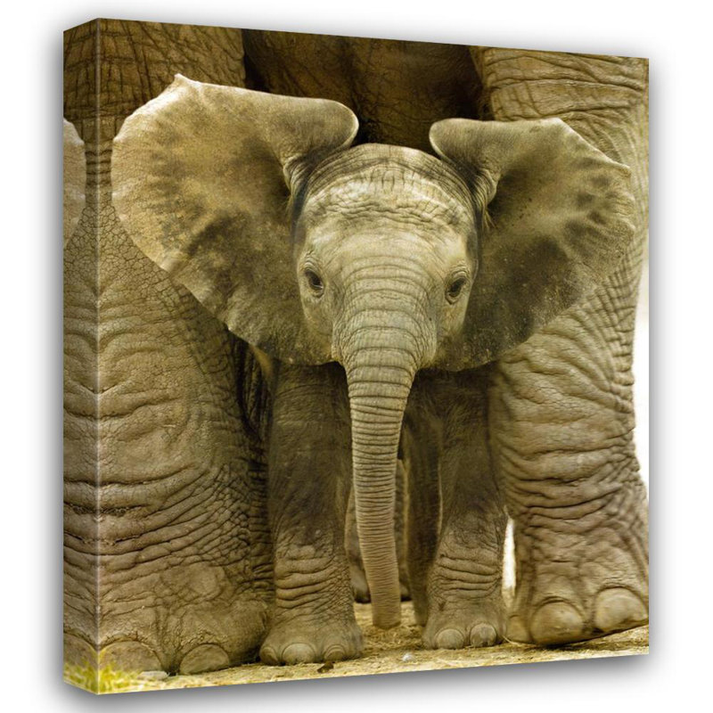 Big Ears Baby Elephant, H 24 po x l 20 po