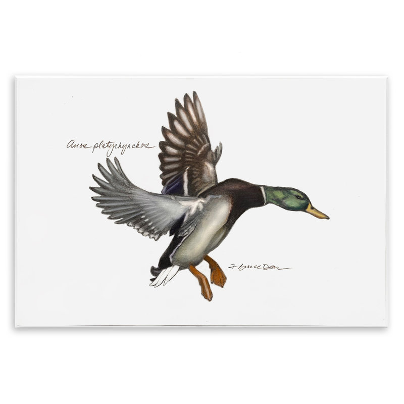 «Canard colvert volant» par Jadei, H 10 po x l 15 po