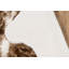 Acadia Animal Print Area Rug in Brown